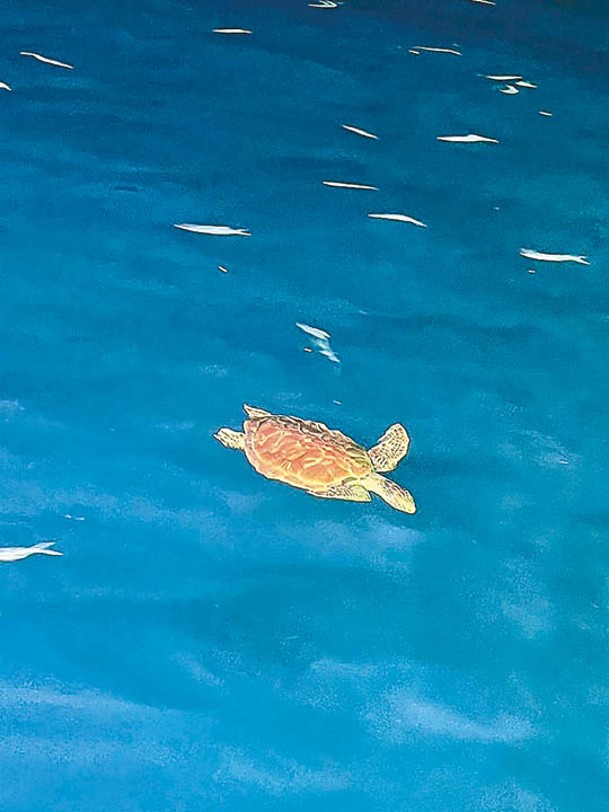 海龜同時在海中出沒。