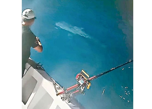 釣客在基隆嶼海域發現鯨鯊。