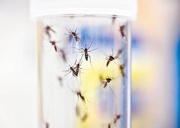 西尼羅河病毒由蚊子傳播。（Getty Images圖片）