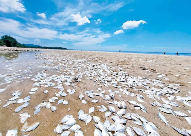 氣候變化  疑致泰南萬魚死亡
