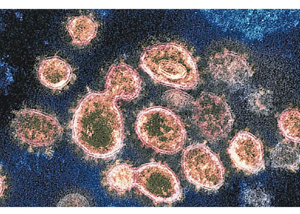 大批專家近年積極研究新冠病毒。