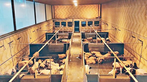 旅客與豬隔着玻璃同睡。