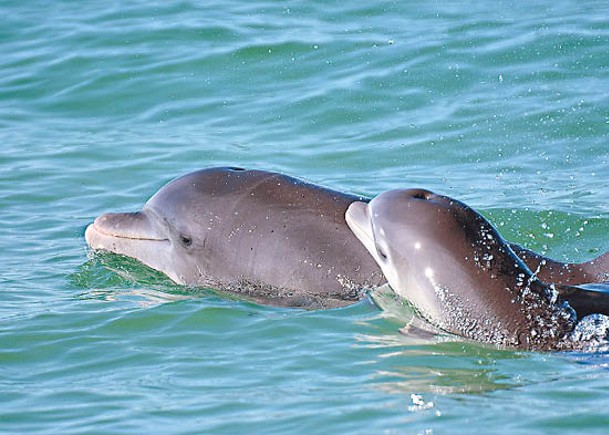 研究證明母海豚在對幼崽說話時會改變語氣。