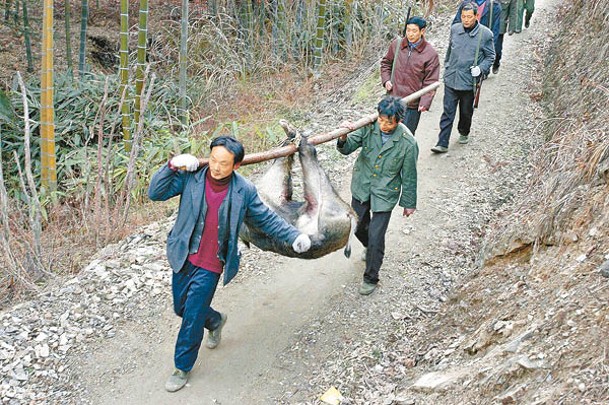 安徽省官方批准的狩獵團隊捕捉野豬。（Getty Images圖片）