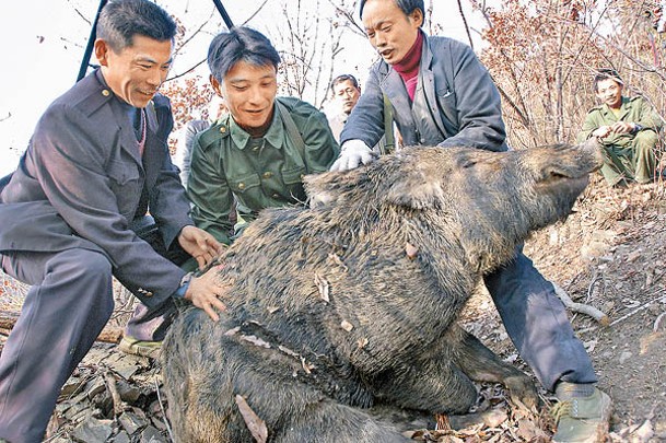 野豬調出名錄並不意味可以隨意捕殺。