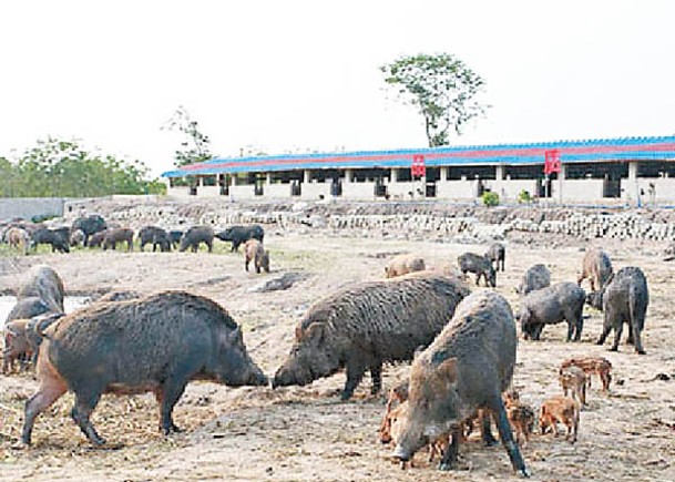 有價值動物名單  野豬致害被剔出