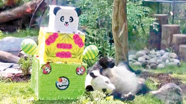 大熊貓欣欣在墨西哥出生。