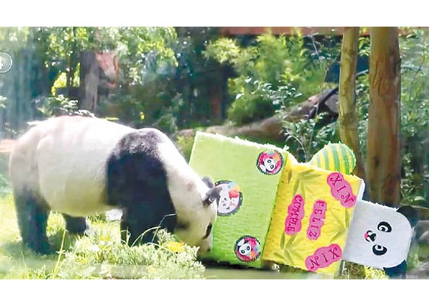 大熊貓欣欣生日。