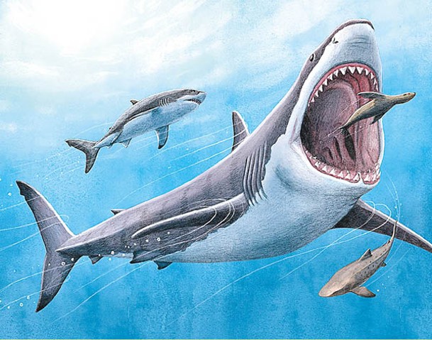 藝術家筆下巨齒鯊捕獵海豹的畫面。