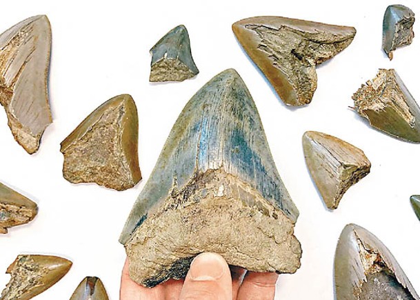 巨齒鯊的牙齒化石。