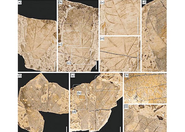景谷盆地發現的雲南翅子樹化石。