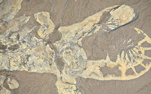 加拿大伯吉斯頁岩發現的奇蝦化石。