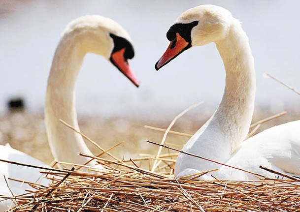 天鵝屬於離婚率較低的鳥類。（Getty Images圖片）