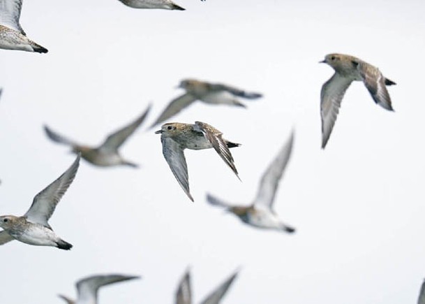 鳥類遷徙時間可能因此出現更多變數，或會導致離婚率增加。（Getty Images圖片）