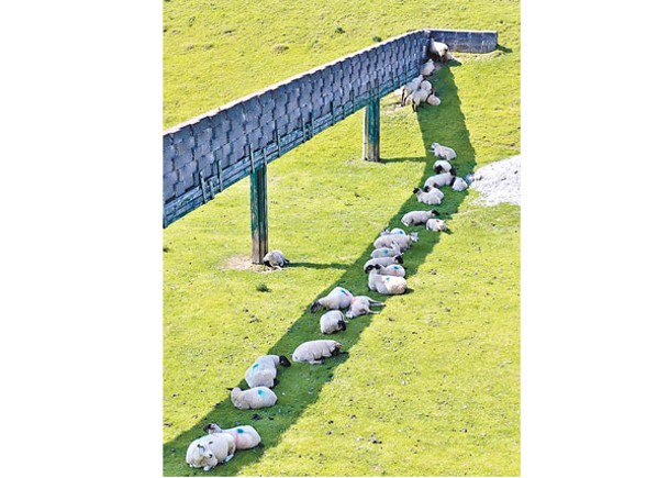 綿羊集體躲太陽