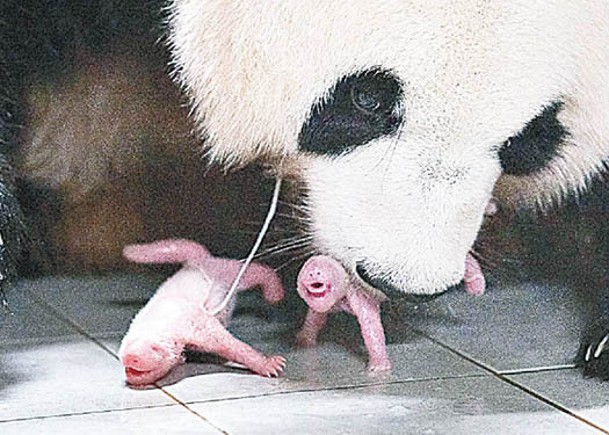旅韓大熊貓  誕下雙胞胎姊妹