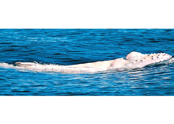 純白座頭鯨幼崽出沒。