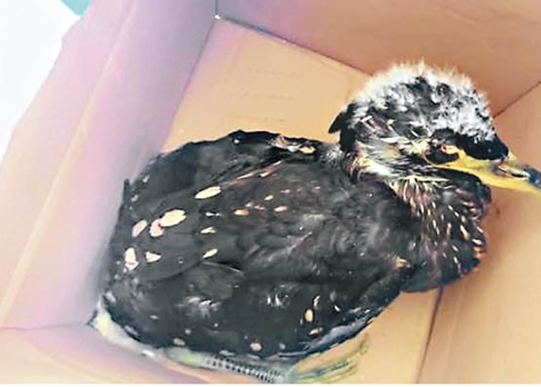 「最神秘鳥」  海南鳽受傷獲救
