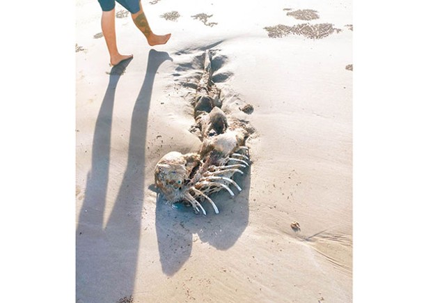 海灘神秘骸骨  形似美人魚