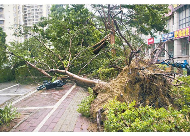 廣西：北海市有大樹倒塌。（中新社圖片）