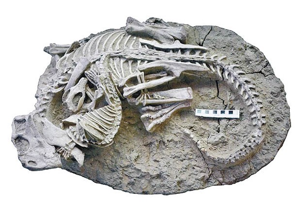 化石標本展現當時捕食的景象。