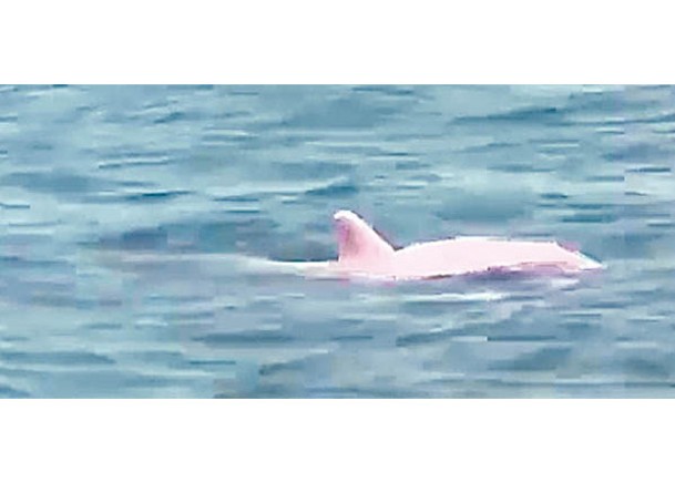 粉紅海豚罕見現身