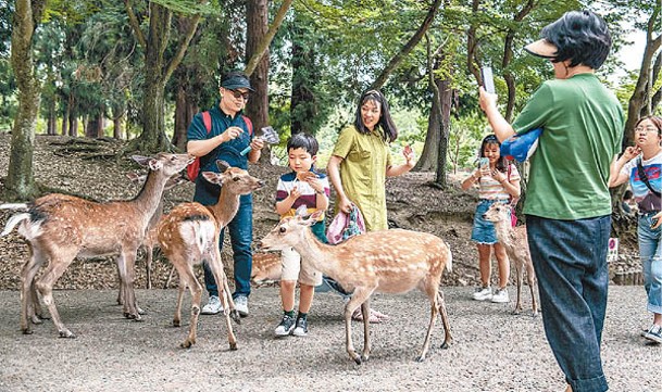 奈良野鹿被遊客餵食後不時鞠躬「致謝」。（Getty Images圖片）