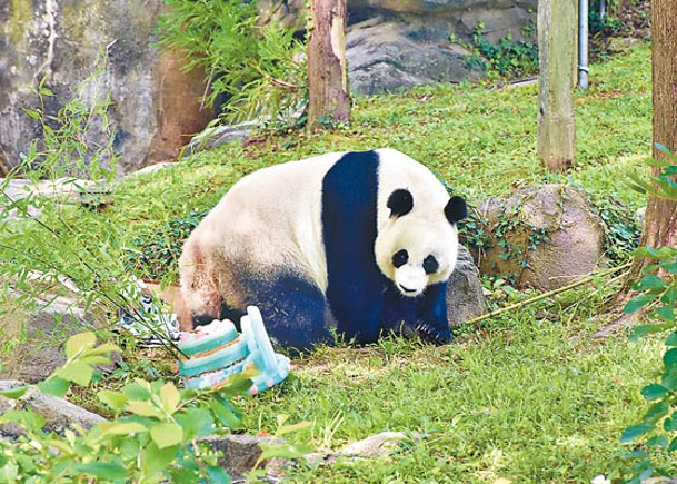 旅美大熊貓  25歲誕辰  數百人祝賀