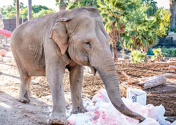 淋浴凍果泥  動物園消暑良方