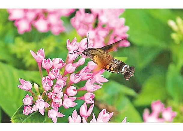 蜂蛾在花叢中採蜜。