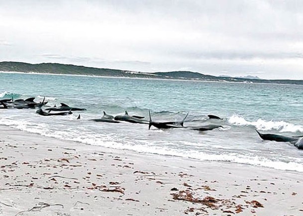 多條鯨魚擱淺，在岸邊掙扎求存。