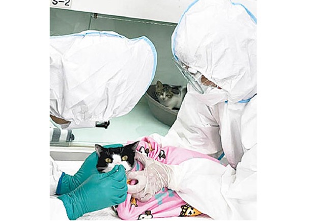 首爾有動物收容所的貓隻感染H5N1禽流感病毒。