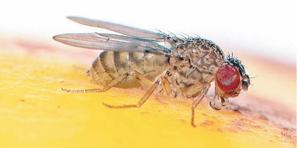 科學家在實驗期間使用大量果蠅。