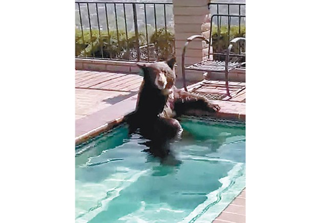 黑熊跑進泳池消暑