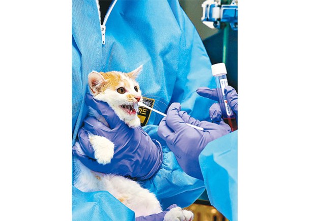 南韓有貓隻感染H5N1禽流感病毒。