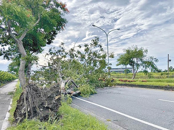 台東南島大道有樹木傾倒。