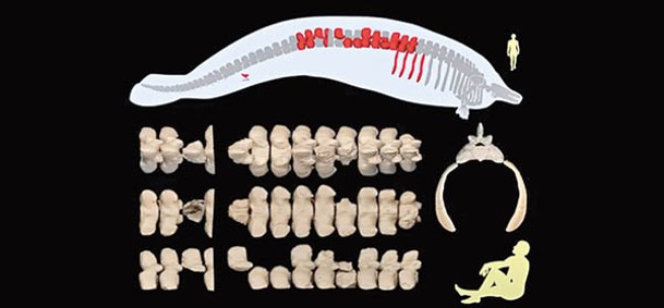 出土化石僅包括多塊椎骨、肋骨及髖骨等骨骼。