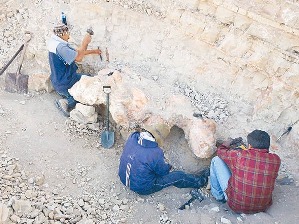 考古人員在秘魯南部沙漠發現該具鯨魚化石。