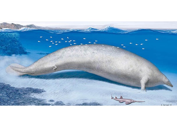 該種鯨魚或是有史以來最重的動物；圖為構想圖。