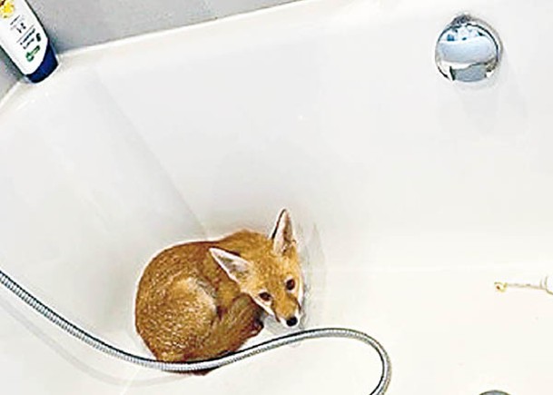 狐狸幼崽匿浴室