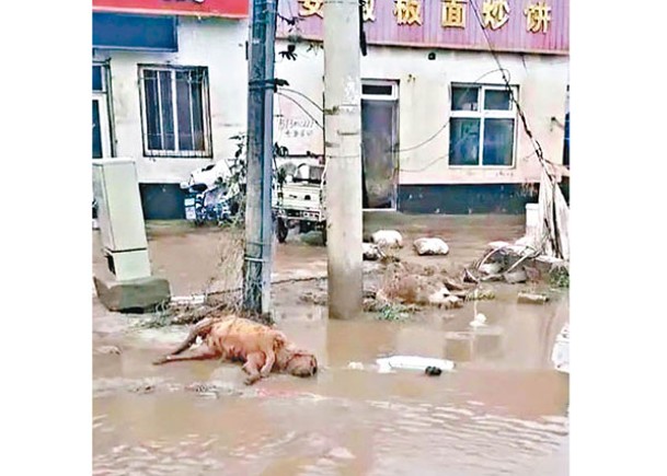 洪水退去後，街道出現動物屍體。