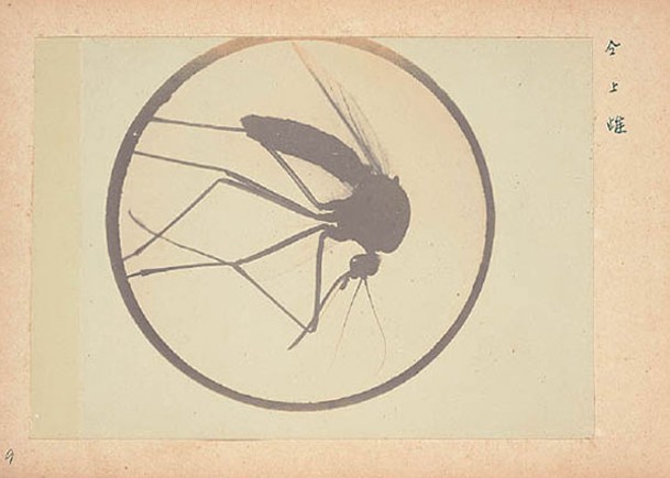 專家拍攝蚊子的顯微照片。
