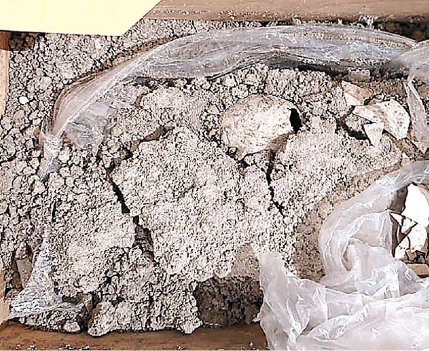 墨西哥發現古老火烈鳥化石蛋。