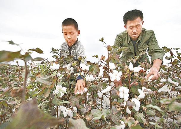 新疆盛產棉花。（Getty Images圖片）