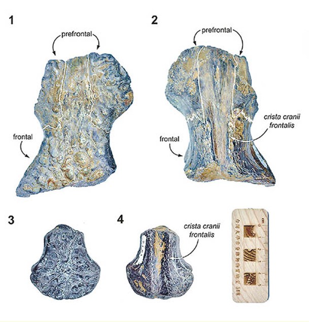 台灣豐玉姬鱷化石標本的研究成果公布。
