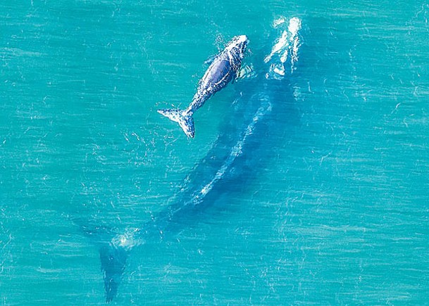 鯨魚母子在河口暢泳。