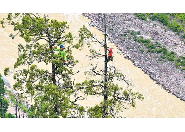 科考隊員爬上樹幹，測量巨樹高度。