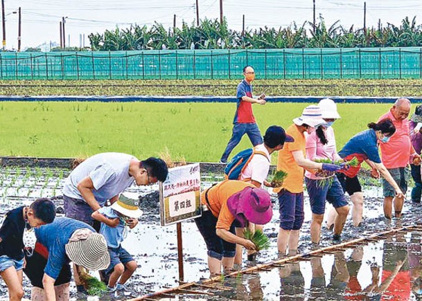 水稻插秧食農體驗  200人下田