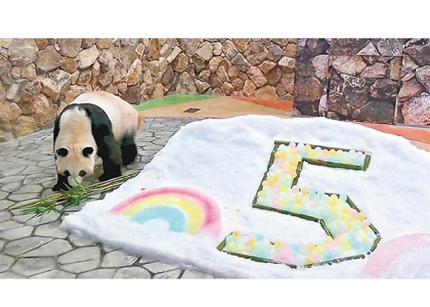 大熊貓5歲慶生  園方精挑禮物