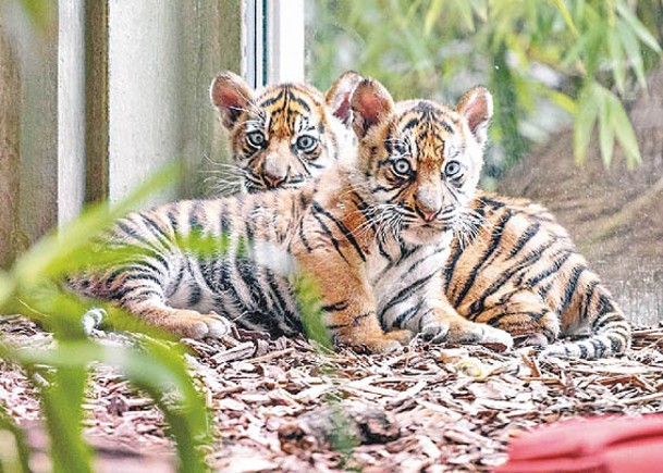 德動物園誕雙虎